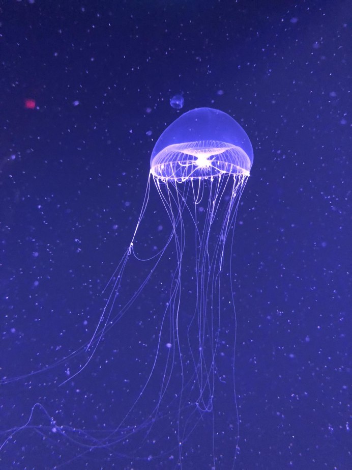 Самая опасная медуза в мире фото