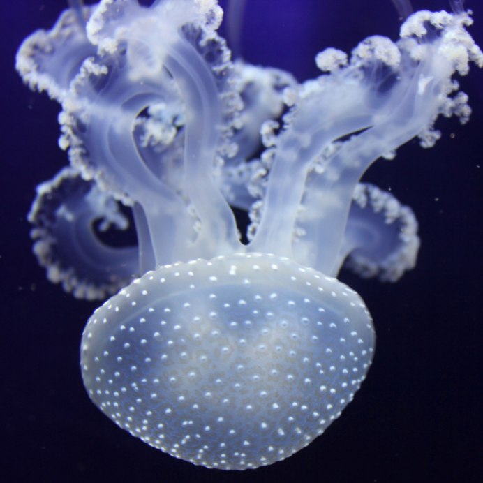 Медузы в Авачинской бухте