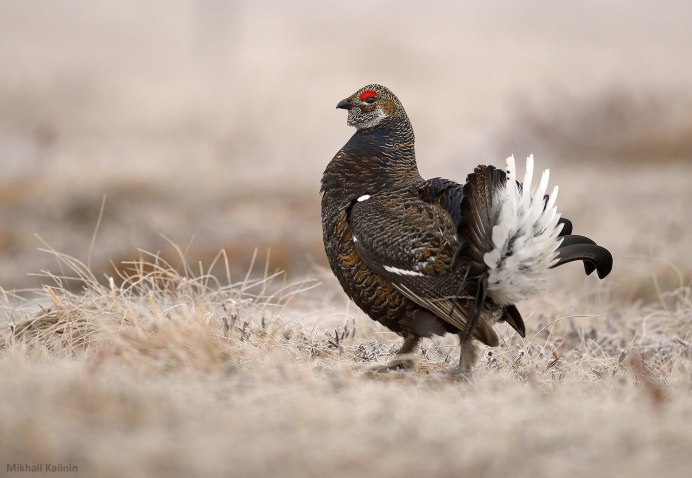 Тетерев-Косач зимой