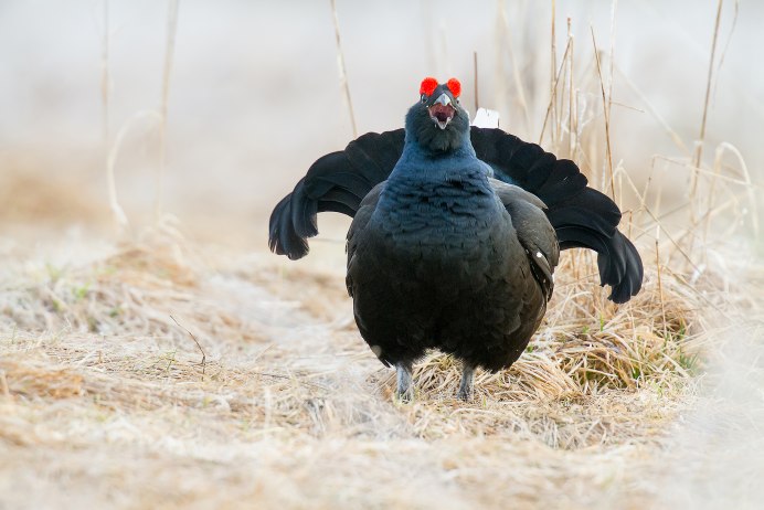 Клюв глухаря