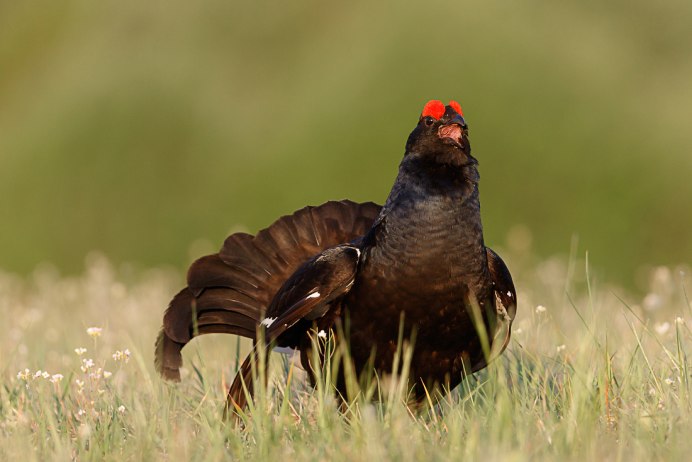 Тетерев девочка