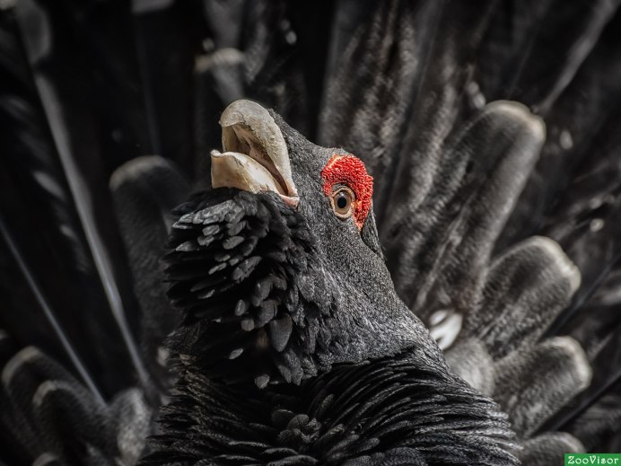 Тетерев в платке