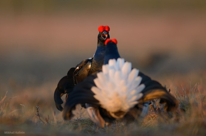 Тетерев Косач питание