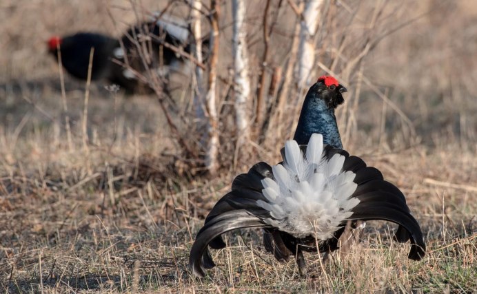 Чернобрюхий Глухарь Tetrao urogallus Major