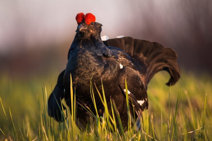 Глухарь самец чучело