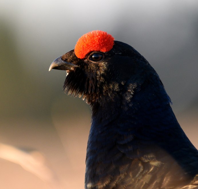 Комплект чучел тетерев NRA FUD Black Grouse (тетерев)