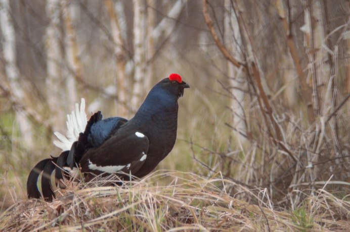 Тетерев секач