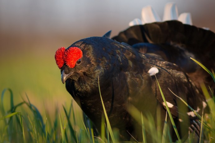 Полевой тетерев