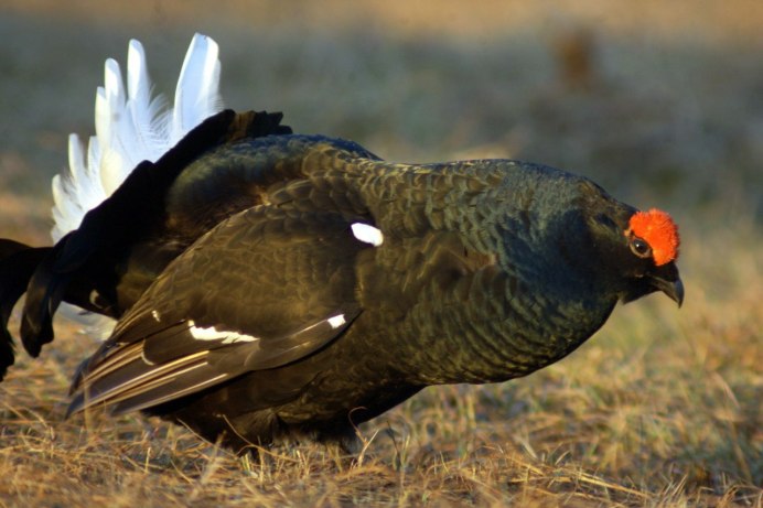 Тетерев обыкновенный