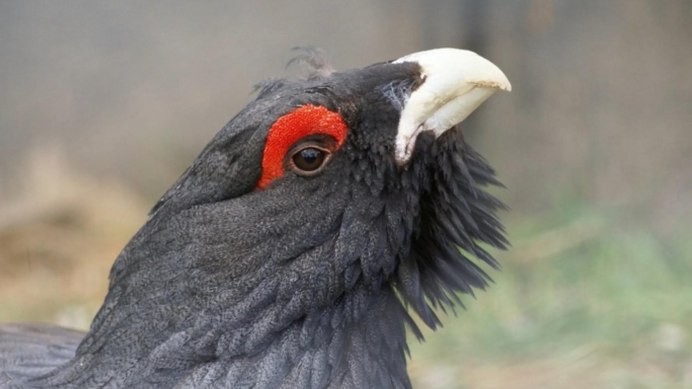 Косач рябчик Глухарь