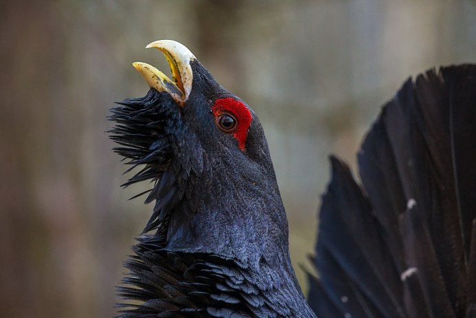 Глухарь птица клюв