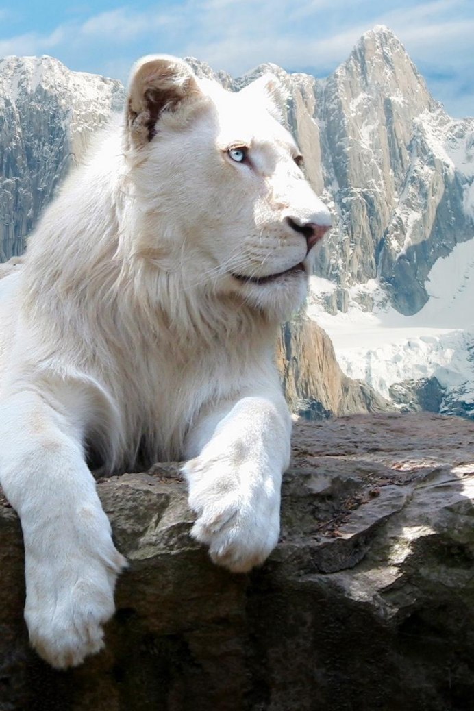 White lion