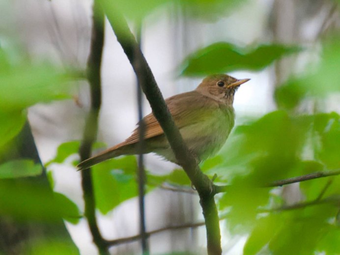 Сандугач птица
