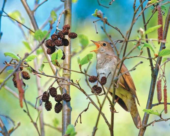 Сибирский Соловей
