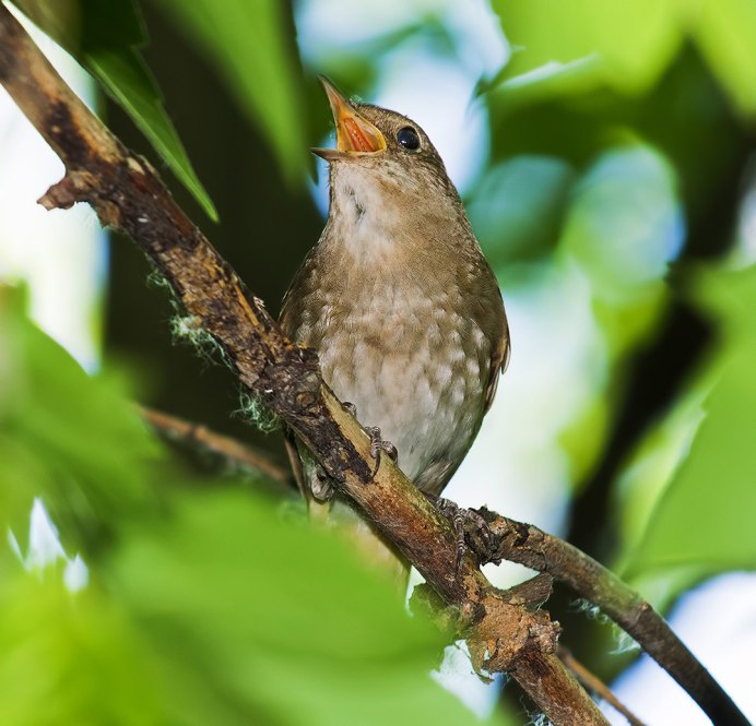 Горихвостка Чернушка самка
