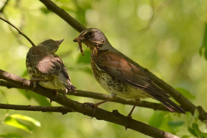 Соловей самка