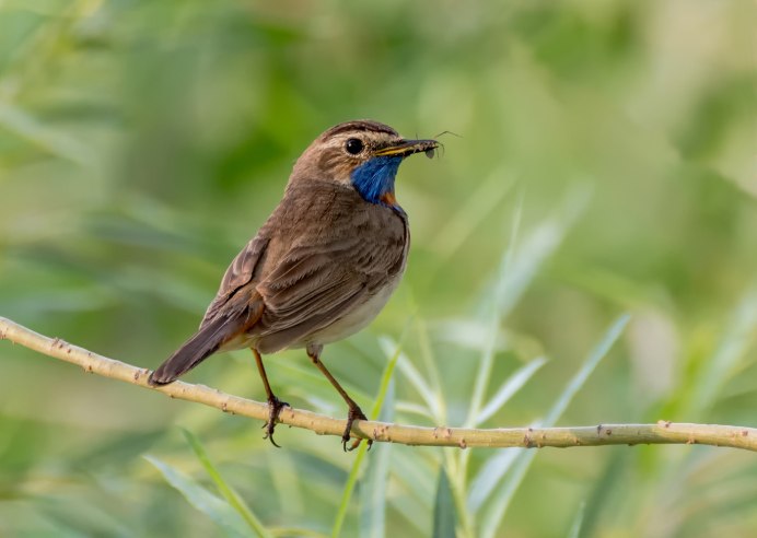 Варакушка птица самец