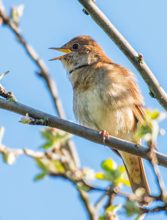 Соловей птичка певчая