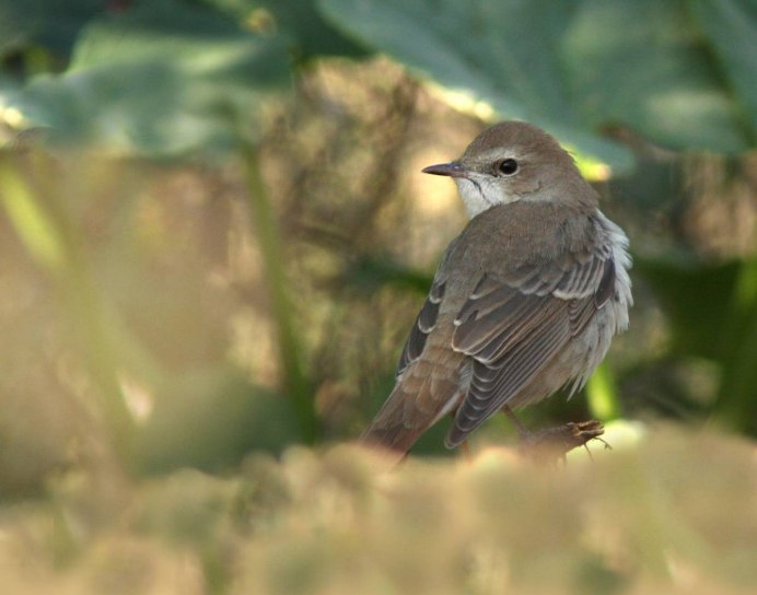 Дрозд рябинник самка