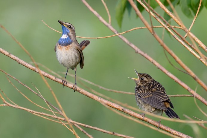 Соловей птица самец