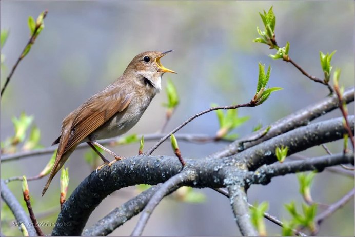 Обыкновенный Соловей Luscinia Luscinia