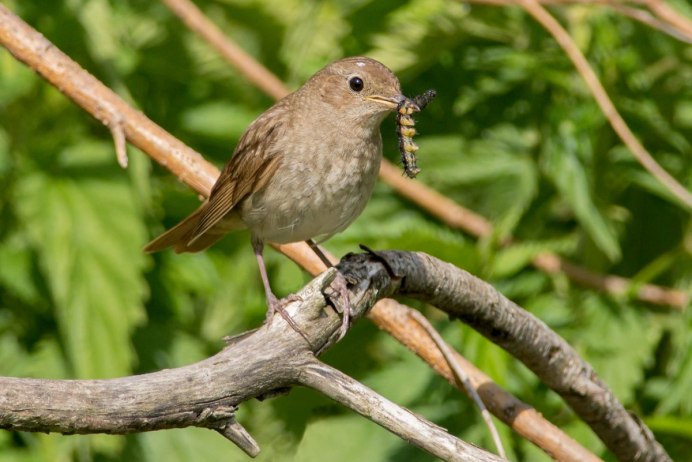 Соловей обыкновенный гнездо