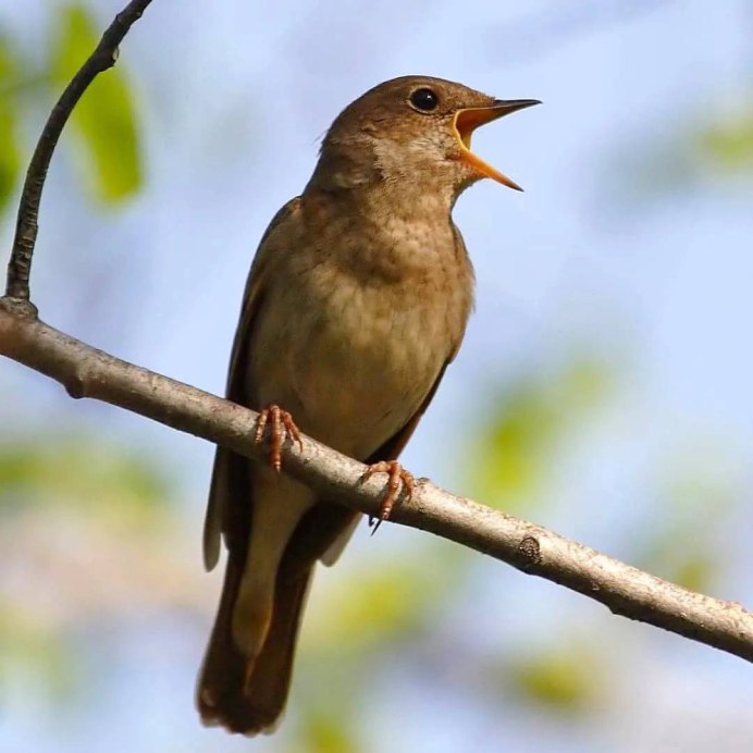 Соловей самец фото