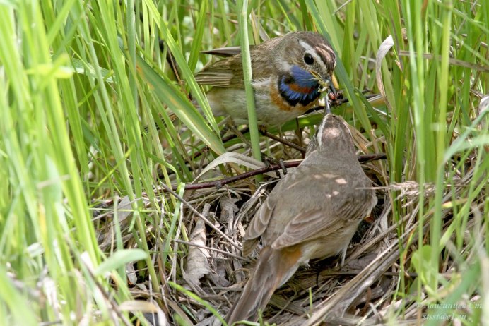 Дрозд белобровик самка