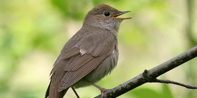 Соловей обыкновенный гнездо