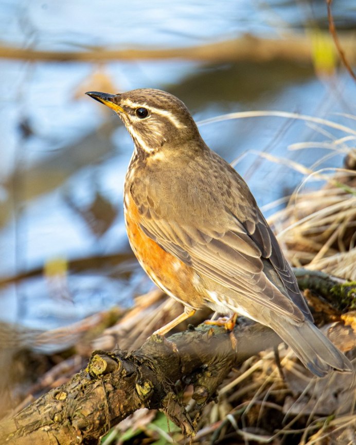 Соловей-красношейка Luscinia Calliope
