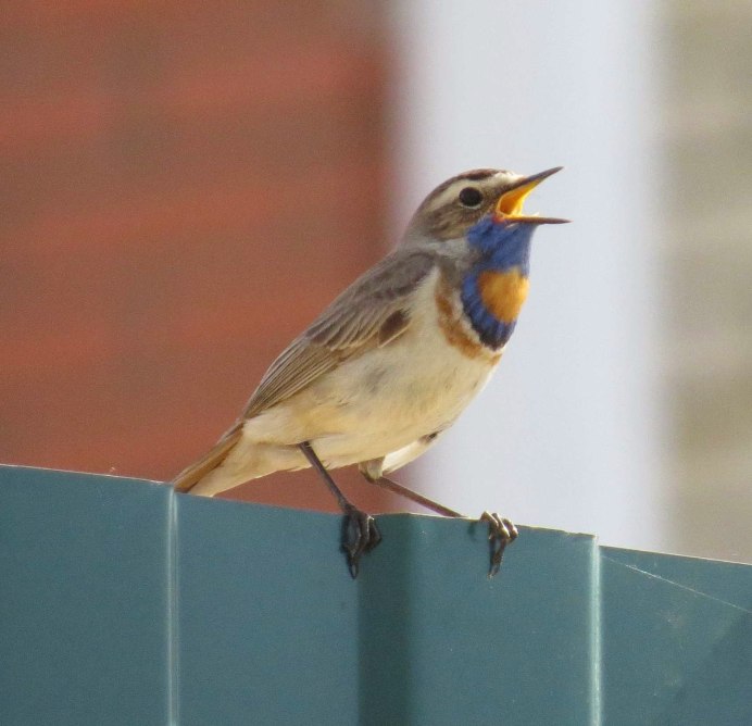 Птица варакушка самец самец