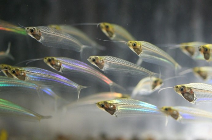 Micro Tang рыба