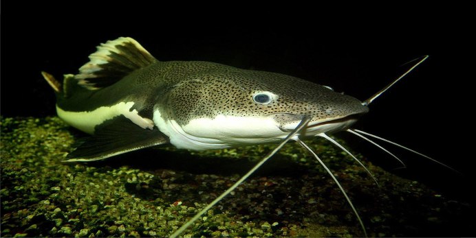 Silurus GLANIS