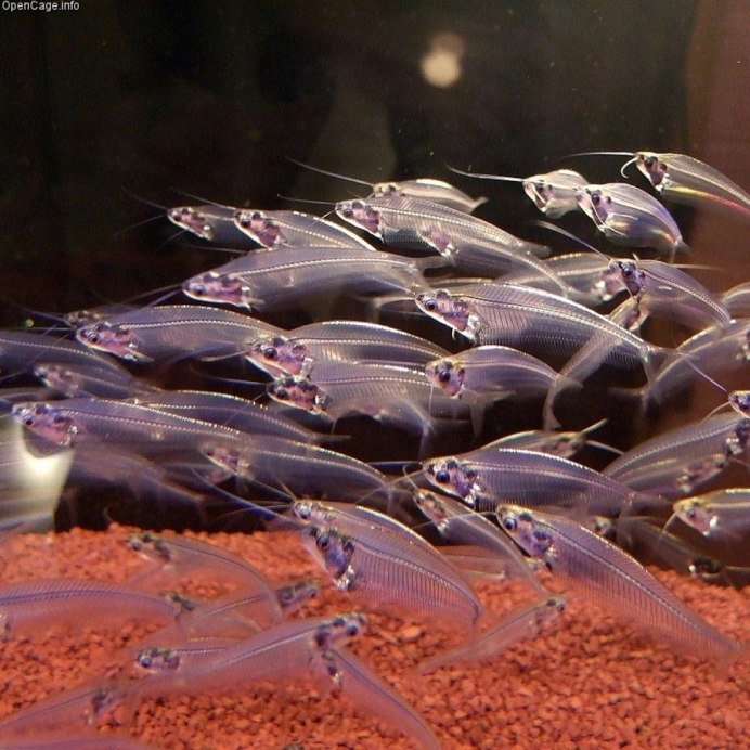 Kryptopterus vitreolus