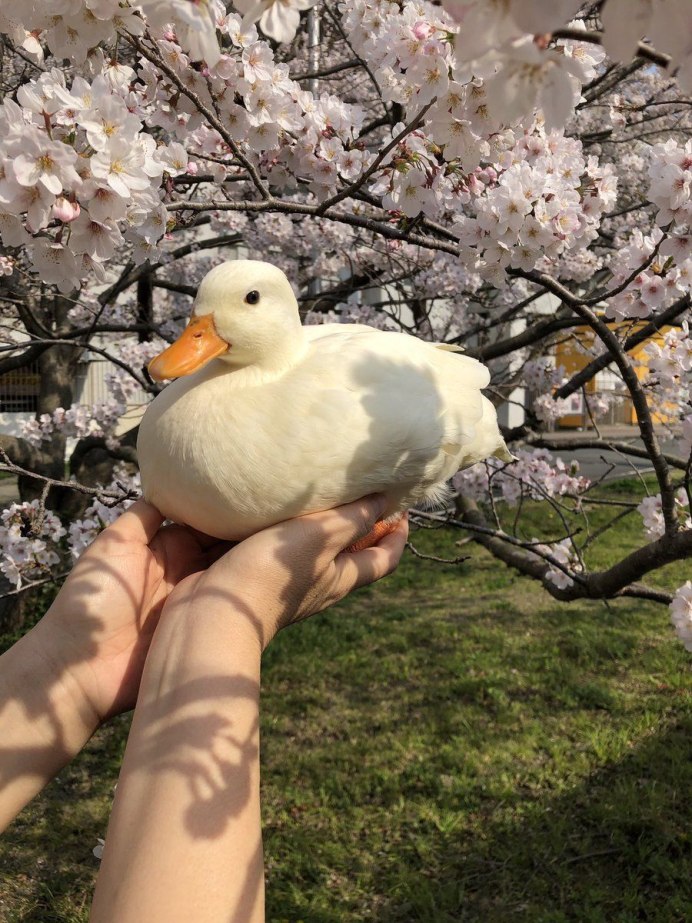 Клюв Гусыни