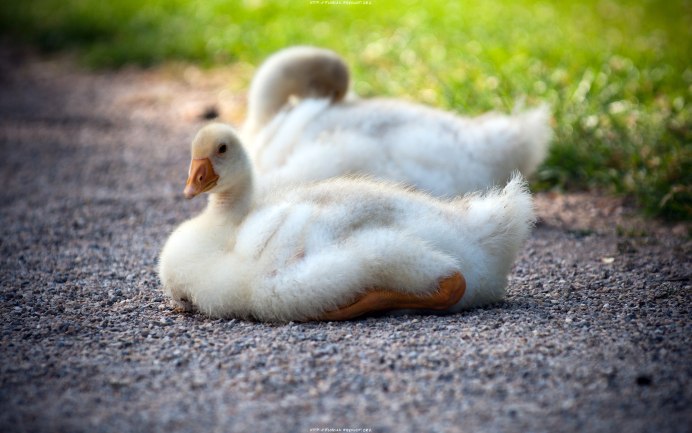 Голландский Гусь