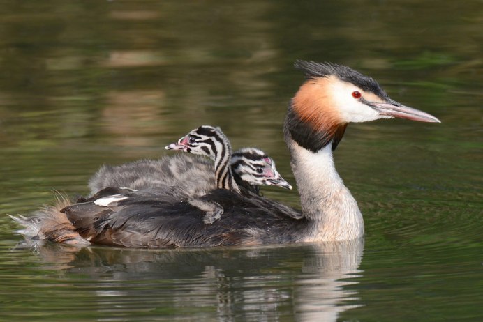 Большая поганка чомга