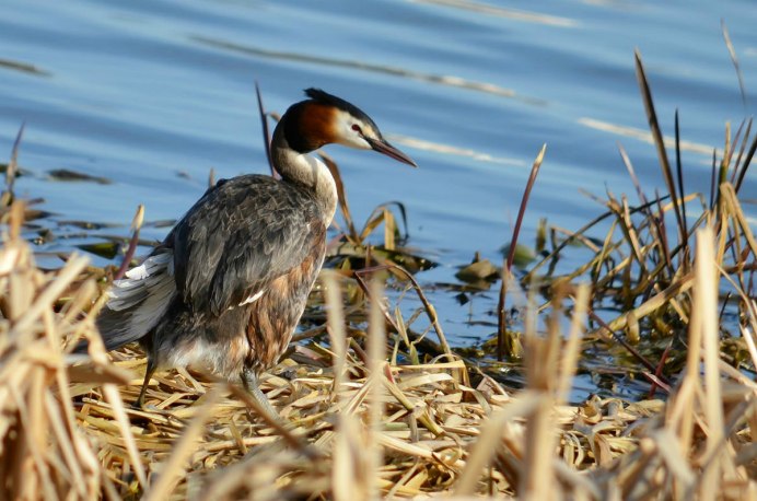 Малая поганка Tachybaptus ruficollis little Grebe