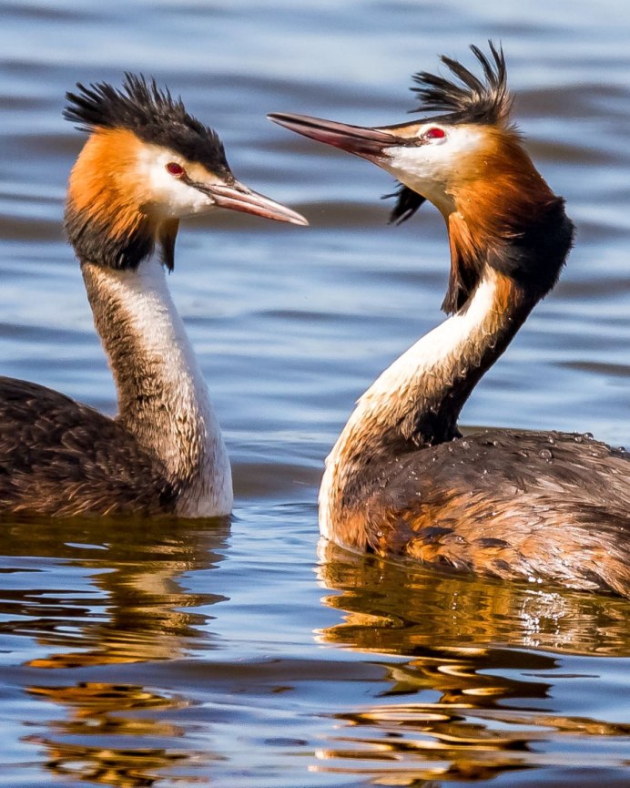 Утка поганка чомга