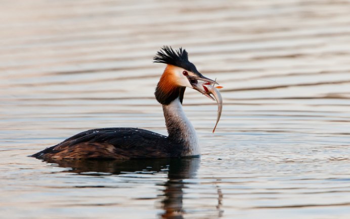 Большая поганка чомга
