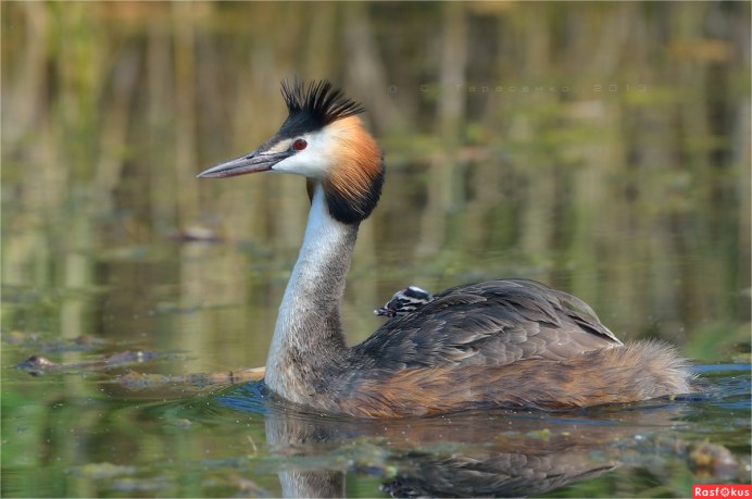 Чомга водоплавающая птица