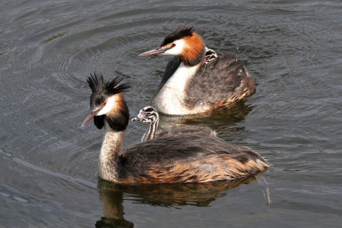 Большая поганка чомга