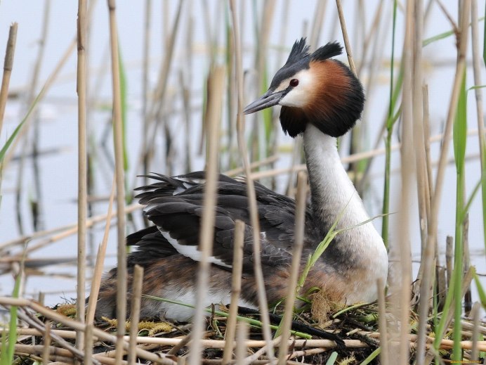 Птица чомга Волгоградской области