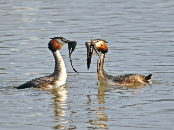 Водоплавающие чомга поганка