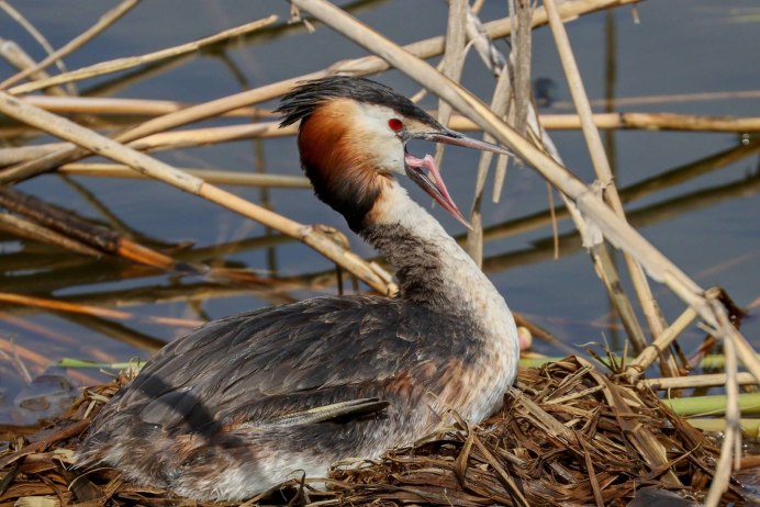 Чомга самка