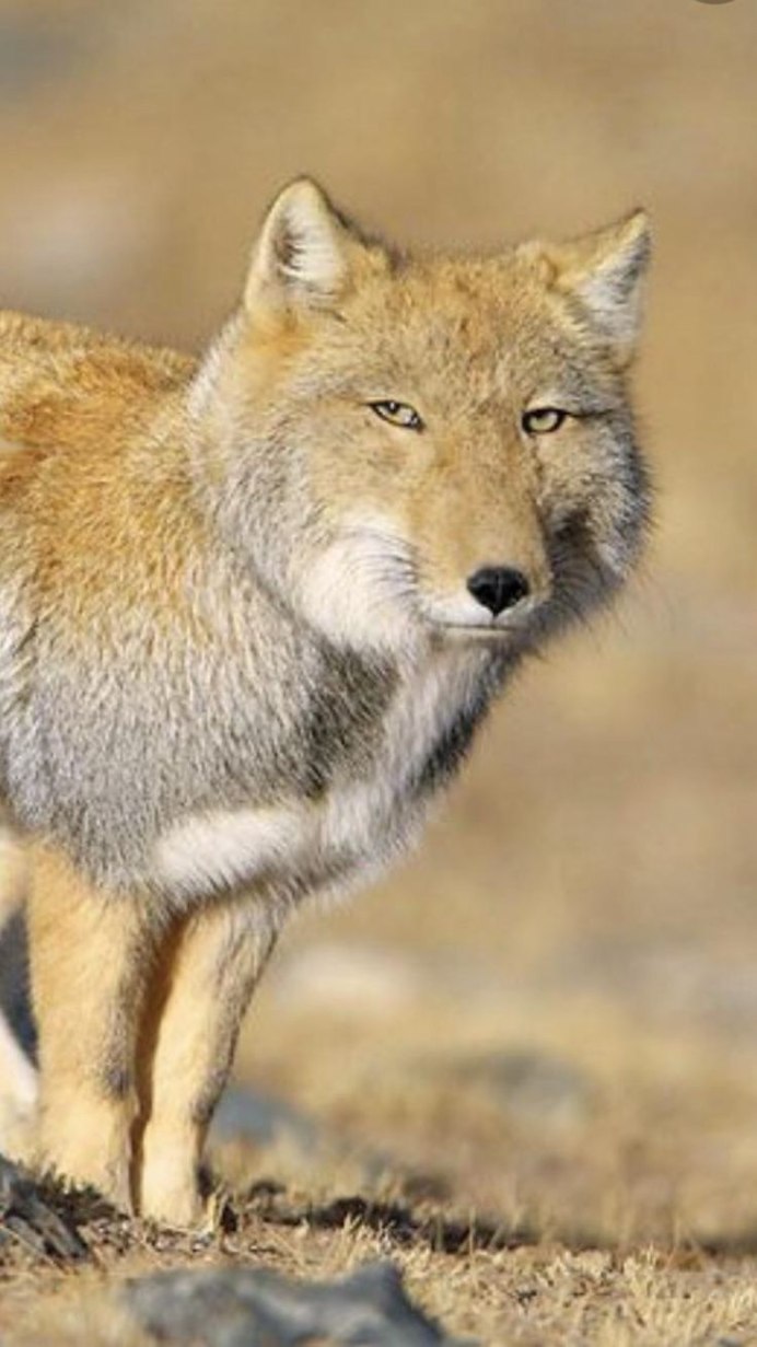 Tibetan Sand Fox