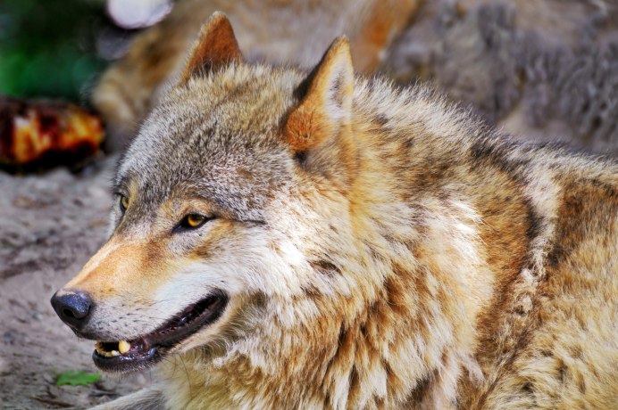 Кенайский волк canis Lupus alces