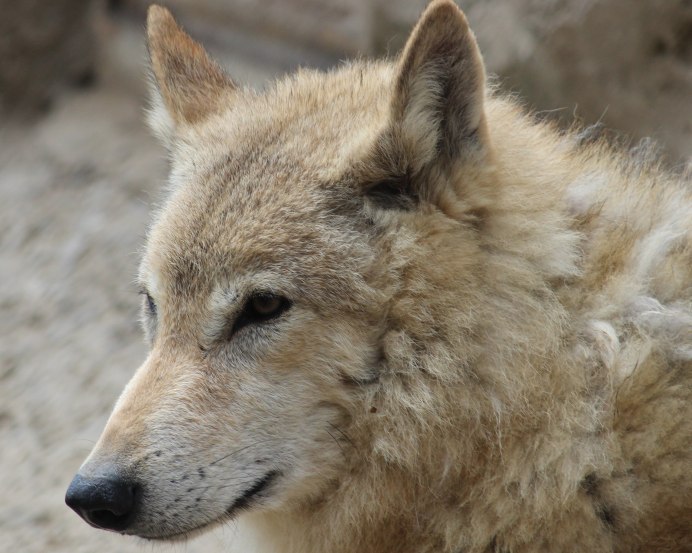 Canis Lupus Chanco