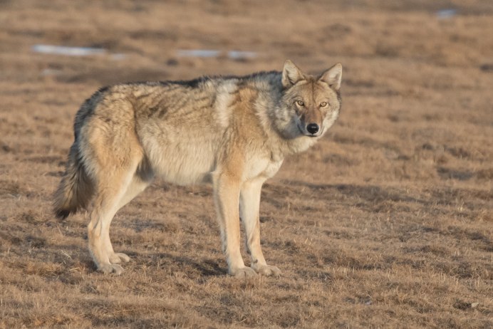Canis Lupus cubanensis