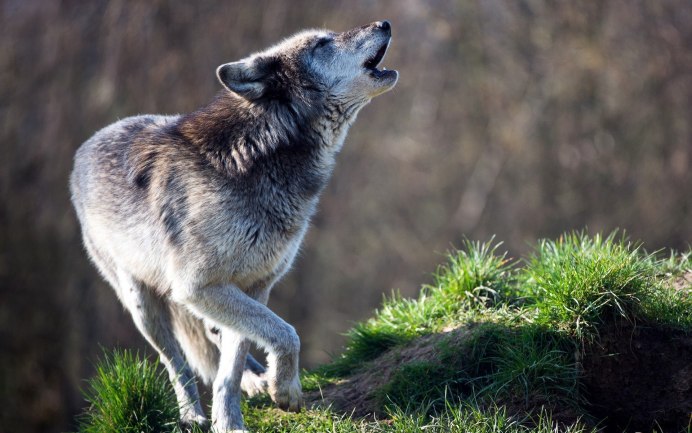 Canis Lupus filchneri